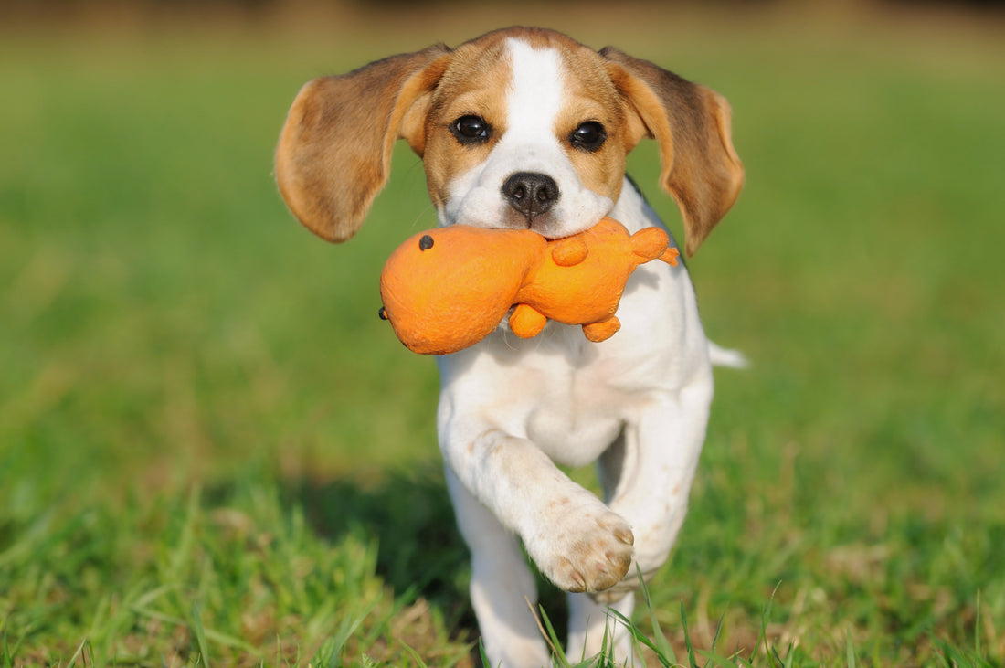 5 fun things to make your dog happy today